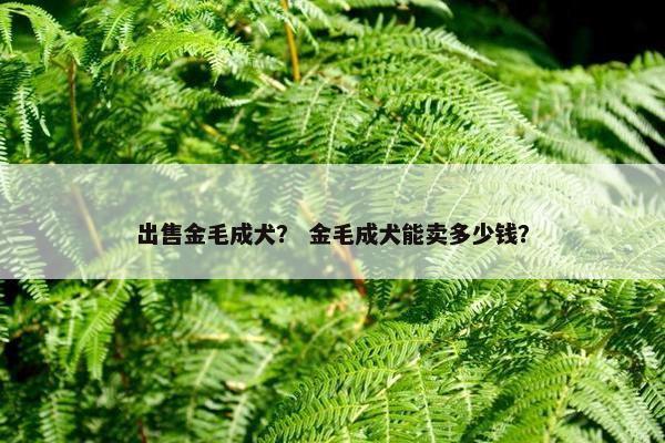 出售金毛成犬？ 金毛成犬能卖多少钱？