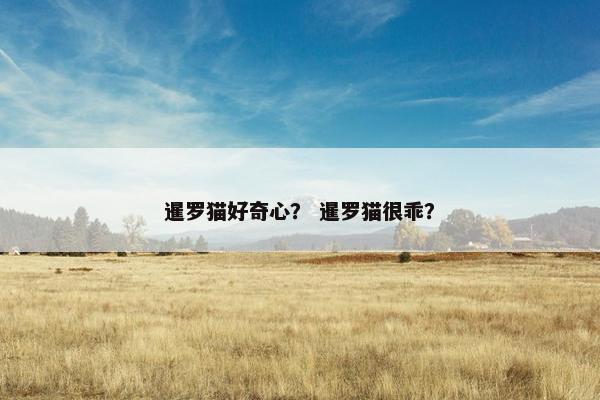 暹罗猫好奇心？ 暹罗猫很乖？