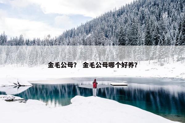 金毛公母？ 金毛公母哪个好养？