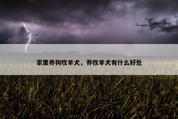 家里养狗牧羊犬，养牧羊犬有什么好处