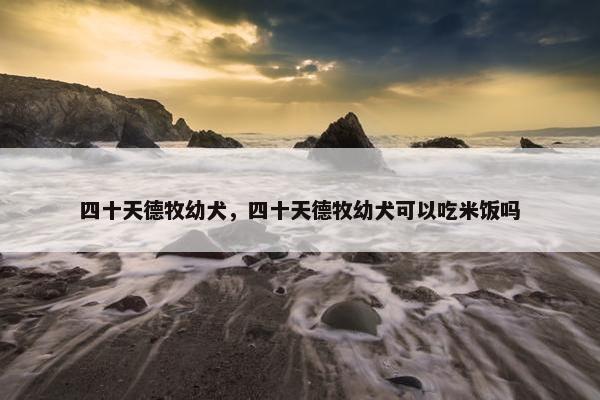 四十天德牧幼犬，四十天德牧幼犬可以吃米饭吗