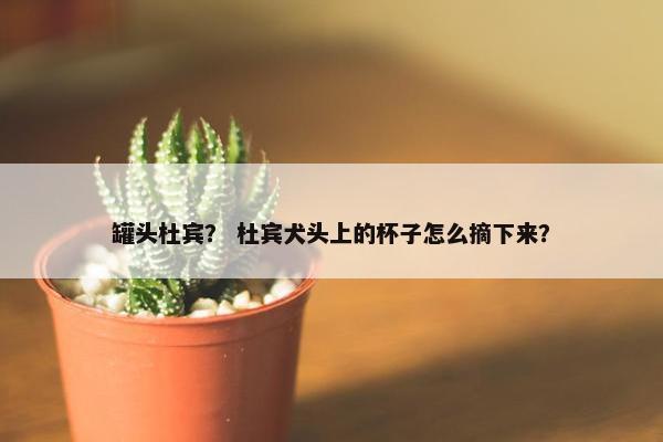 罐头杜宾？ 杜宾犬头上的杯子怎么摘下来？
