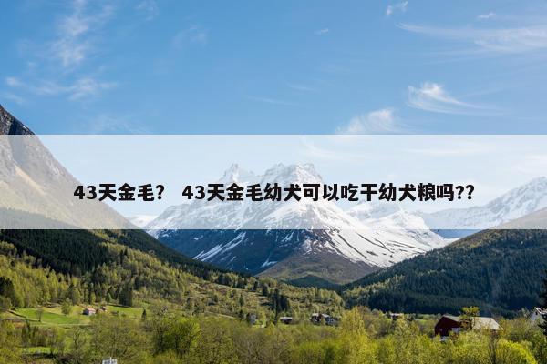 43天金毛？ 43天金毛幼犬可以吃干幼犬粮吗?？