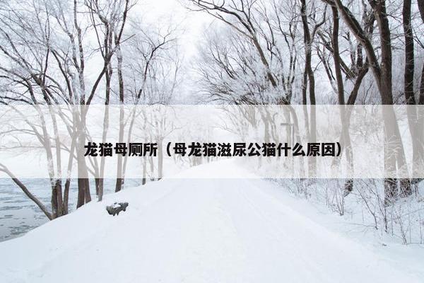龙猫母厕所（母龙猫滋尿公猫什么原因）