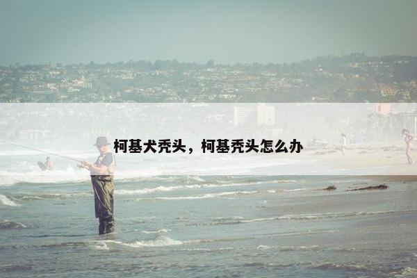 柯基犬秃头，柯基秃头怎么办