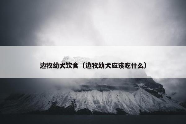 边牧幼犬饮食（边牧幼犬应该吃什么）