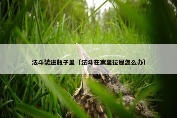法斗装进瓶子里（法斗在窝里拉尿怎么办）