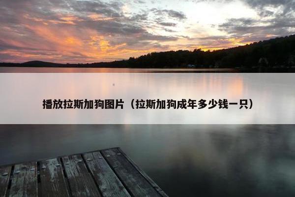 播放拉斯加狗图片（拉斯加狗成年多少钱一只）