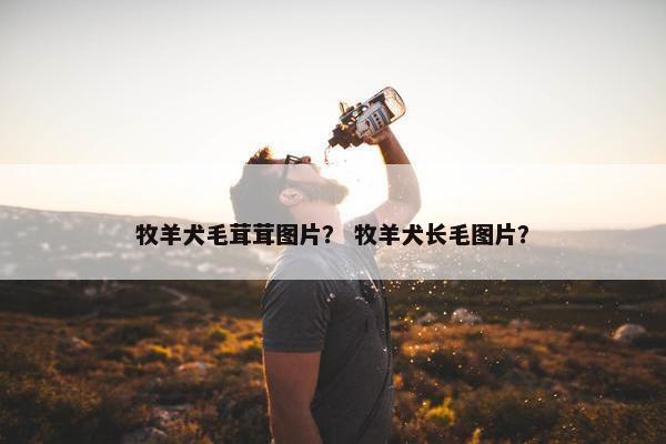 牧羊犬毛茸茸图片？ 牧羊犬长毛图片？