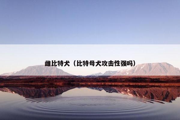 雌比特犬（比特母犬攻击性强吗）
