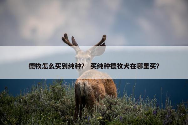 德牧怎么买到纯种？ 买纯种德牧犬在哪里买？