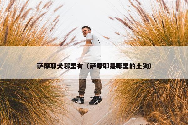 萨摩耶犬哪里有（萨摩耶是哪里的土狗）