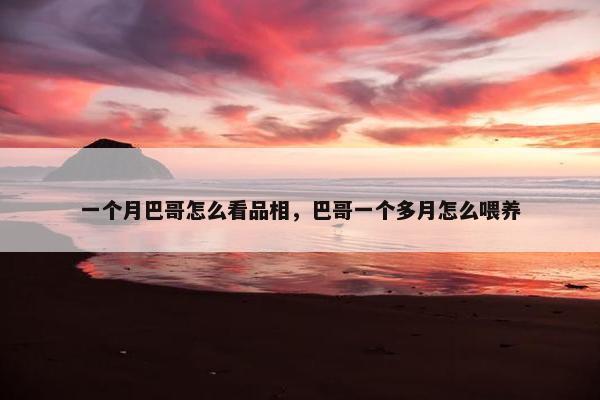 一个月巴哥怎么看品相，巴哥一个多月怎么喂养