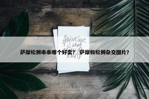 萨摩松狮串串哪个好卖？ 萨摩和松狮杂交图片？