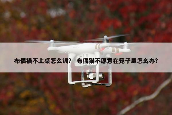 布偶猫不上桌怎么训？ 布偶猫不愿意在笼子里怎么办？