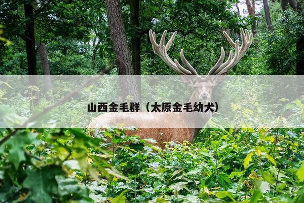 山西金毛群（太原金毛幼犬）