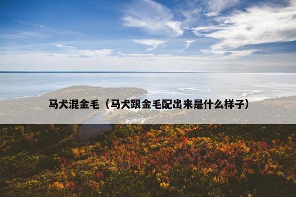 马犬混金毛（马犬跟金毛配出来是什么样子）