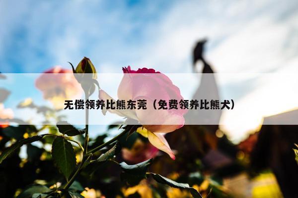 无偿领养比熊东莞（免费领养比熊犬）