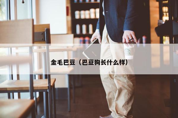 金毛巴豆（巴豆狗长什么样）