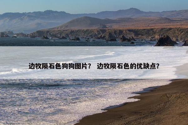 边牧陨石色狗狗图片？ 边牧陨石色的优缺点？