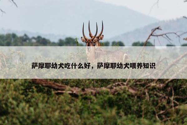 萨摩耶幼犬吃什么好，萨摩耶幼犬喂养知识