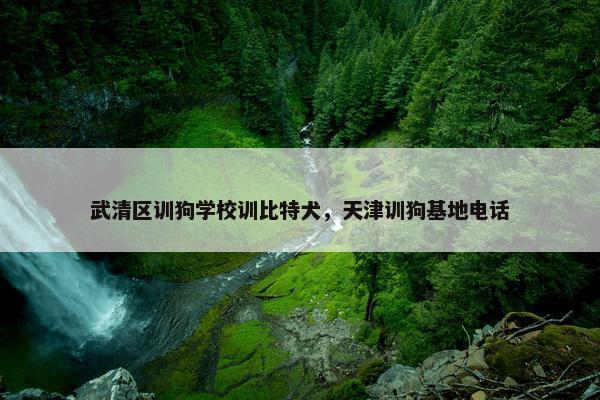 武清区训狗学校训比特犬，天津训狗基地电话