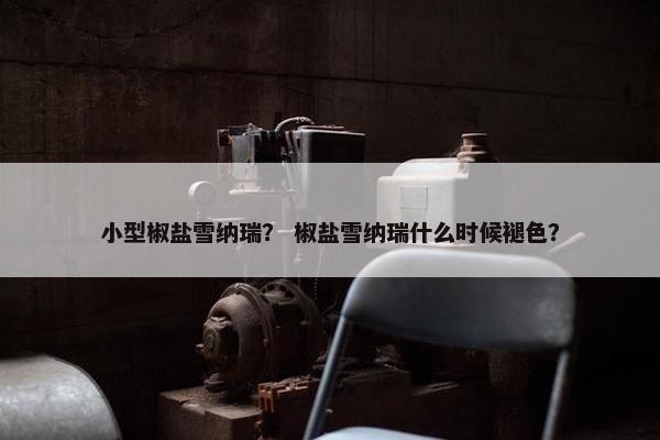 小型椒盐雪纳瑞？ 椒盐雪纳瑞什么时候褪色？