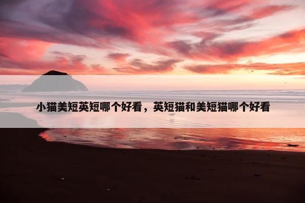 小猫美短英短哪个好看，英短猫和美短猫哪个好看