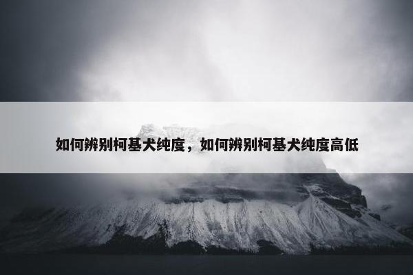 如何辨别柯基犬纯度，如何辨别柯基犬纯度高低