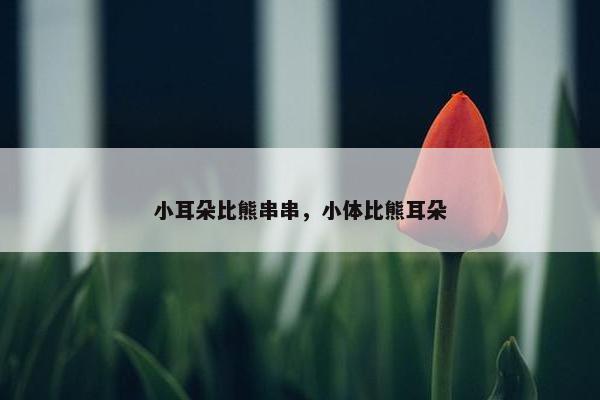 小耳朵比熊串串，小体比熊耳朵