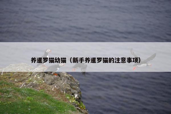 养暹罗猫幼猫（新手养暹罗猫的注意事项）