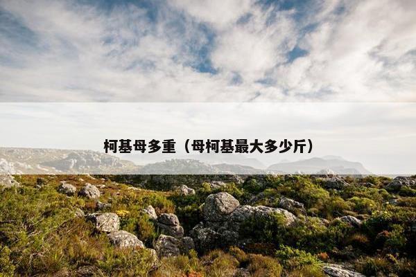 柯基母多重（母柯基最大多少斤）