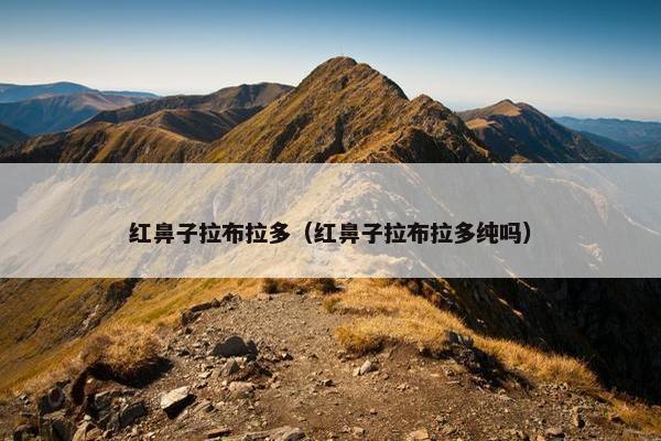 红鼻子拉布拉多（红鼻子拉布拉多纯吗）