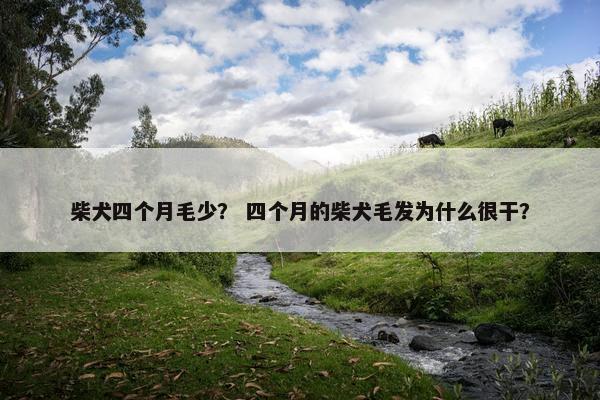 柴犬四个月毛少？ 四个月的柴犬毛发为什么很干？