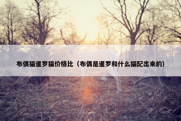 布偶猫暹罗猫价格比（布偶是暹罗和什么猫配出来的）