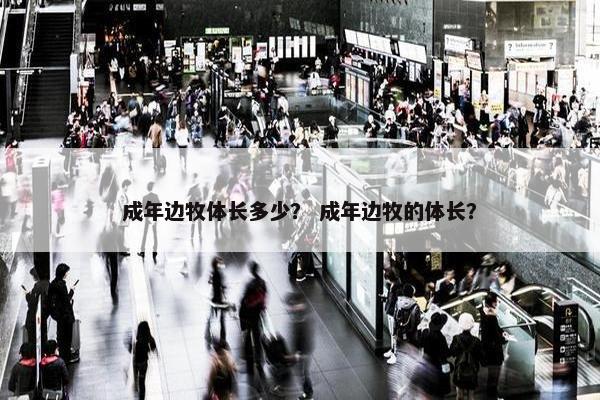成年边牧体长多少？ 成年边牧的体长？