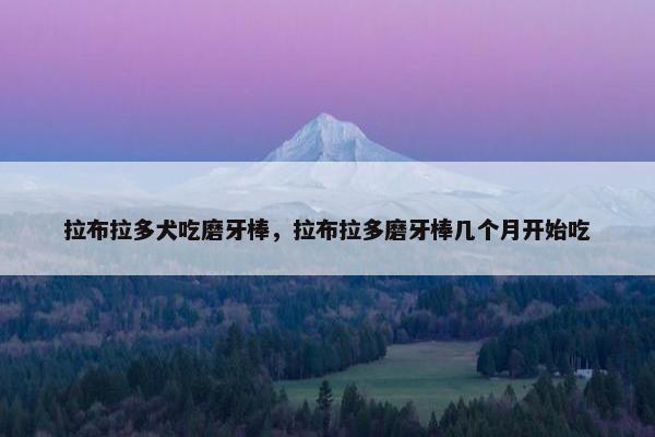 拉布拉多犬吃磨牙棒，拉布拉多磨牙棒几个月开始吃