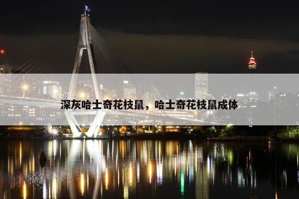 深灰哈士奇花枝鼠，哈士奇花枝鼠成体