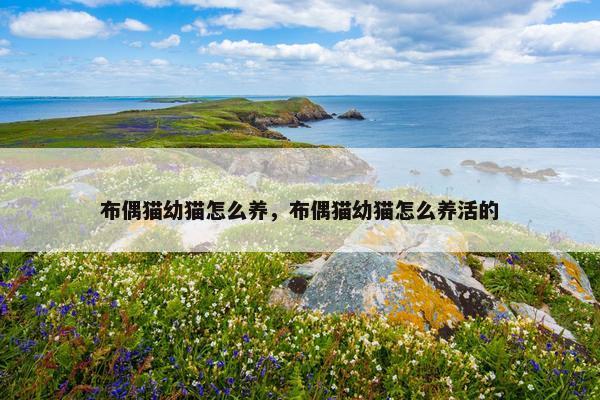 布偶猫幼猫怎么养，布偶猫幼猫怎么养活的