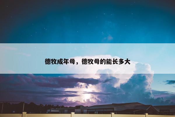 德牧成年母，德牧母的能长多大