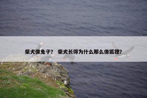 柴犬像兔子？ 柴犬长得为什么那么像狐狸？