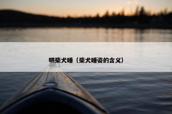 哄柴犬睡（柴犬睡姿的含义）