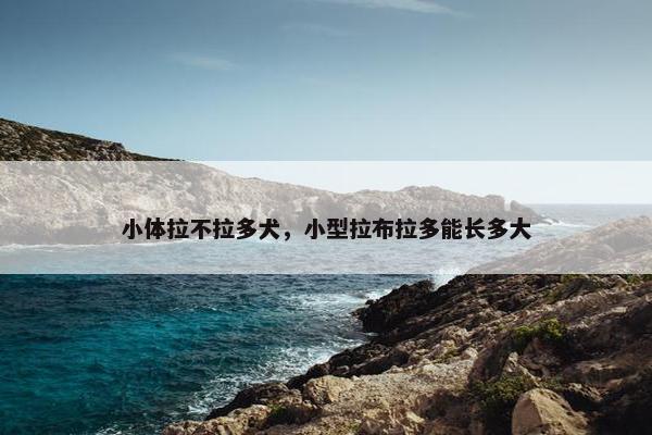 小体拉不拉多犬，小型拉布拉多能长多大