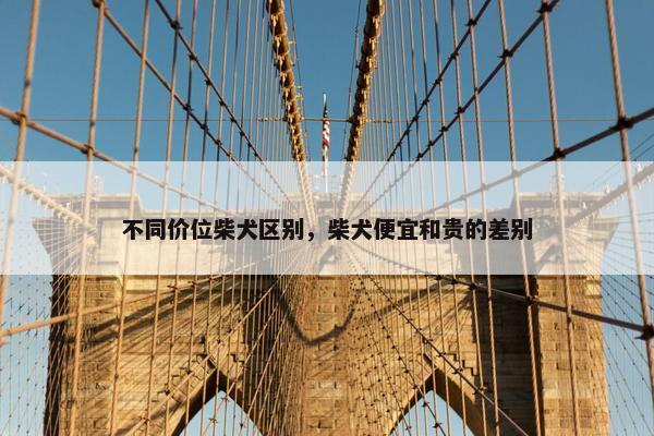 不同价位柴犬区别，柴犬便宜和贵的差别