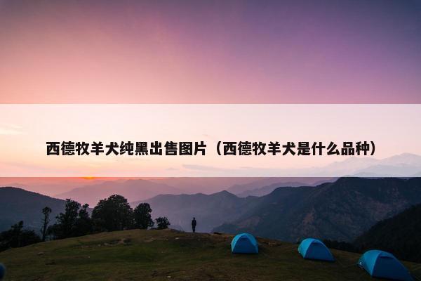 西德牧羊犬纯黑出售图片（西德牧羊犬是什么品种）