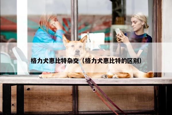格力犬惠比特杂交（格力犬惠比特的区别）