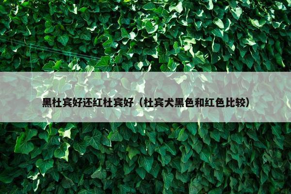 黑杜宾好还红杜宾好（杜宾犬黑色和红色比较）