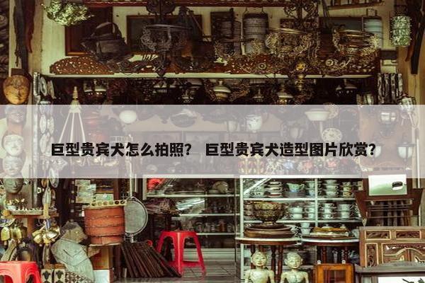 巨型贵宾犬怎么拍照？ 巨型贵宾犬造型图片欣赏？