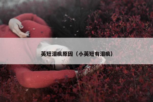 英短泪痕原因（小英短有泪痕）