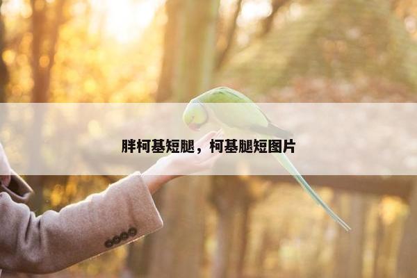 胖柯基短腿，柯基腿短图片